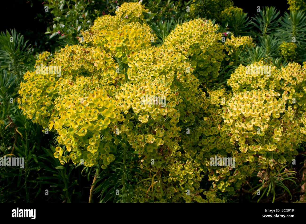 La floraison Euphorbia x pasteurii Euphorbe bush West Sussex England UK Banque D'Images