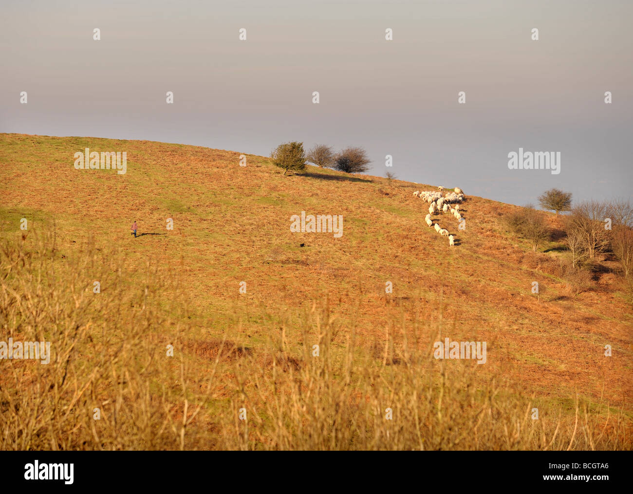 Un chien lâche chasse moutons sur les collines de Malvern Banque D'Images