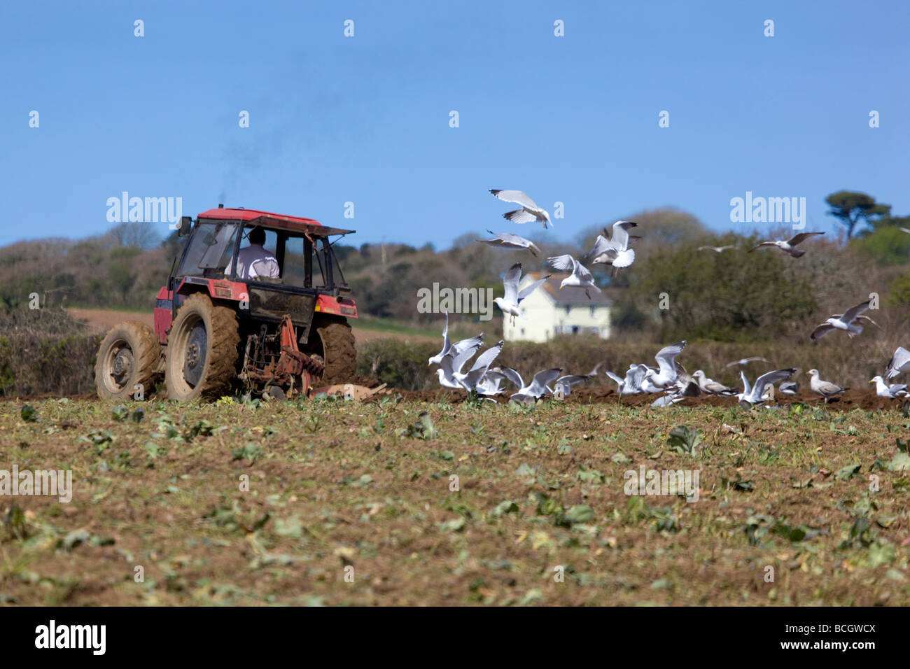 Goélands suivent un tracteur labourant Cornwall Banque D'Images