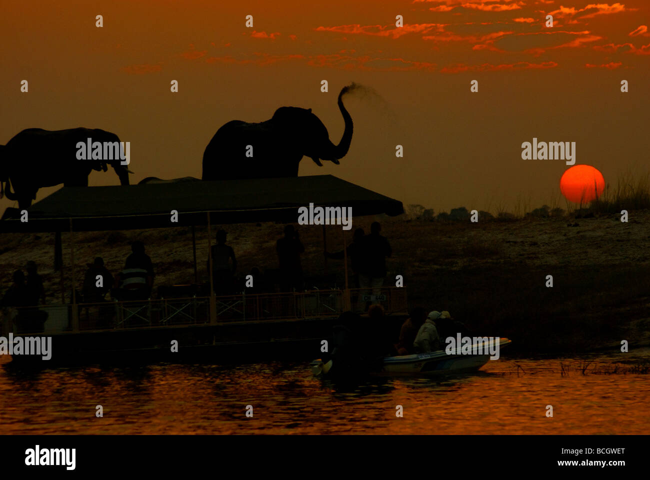 Des croisières au coucher du soleil sont un must pour les touristes à la recherche de photos de la faune de la rivière Chobe, Chobe National Park, Botswana Banque D'Images