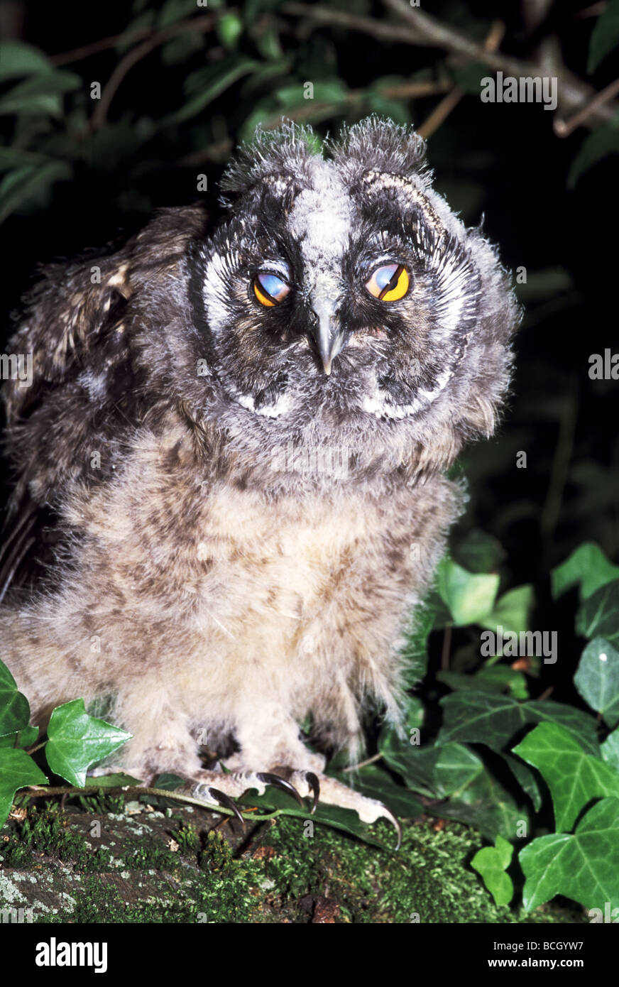 Un Jeune Hibou Etant Eleves A La Main Apres Avoir Ete Pris En Charge A Partir Du Sol Lorsqu Il Etait D Environ 5 Jours Photo Stock Alamy