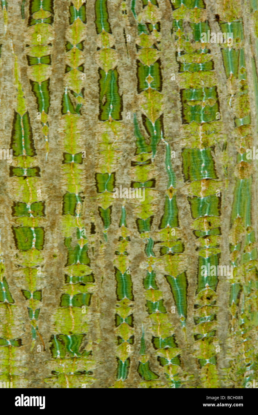 Stripebarked Érable (Acer davidii ssp.grosseri) écorce est vert à gris-vert sur les anciens bois, avec très tache blanche striping. Banque D'Images