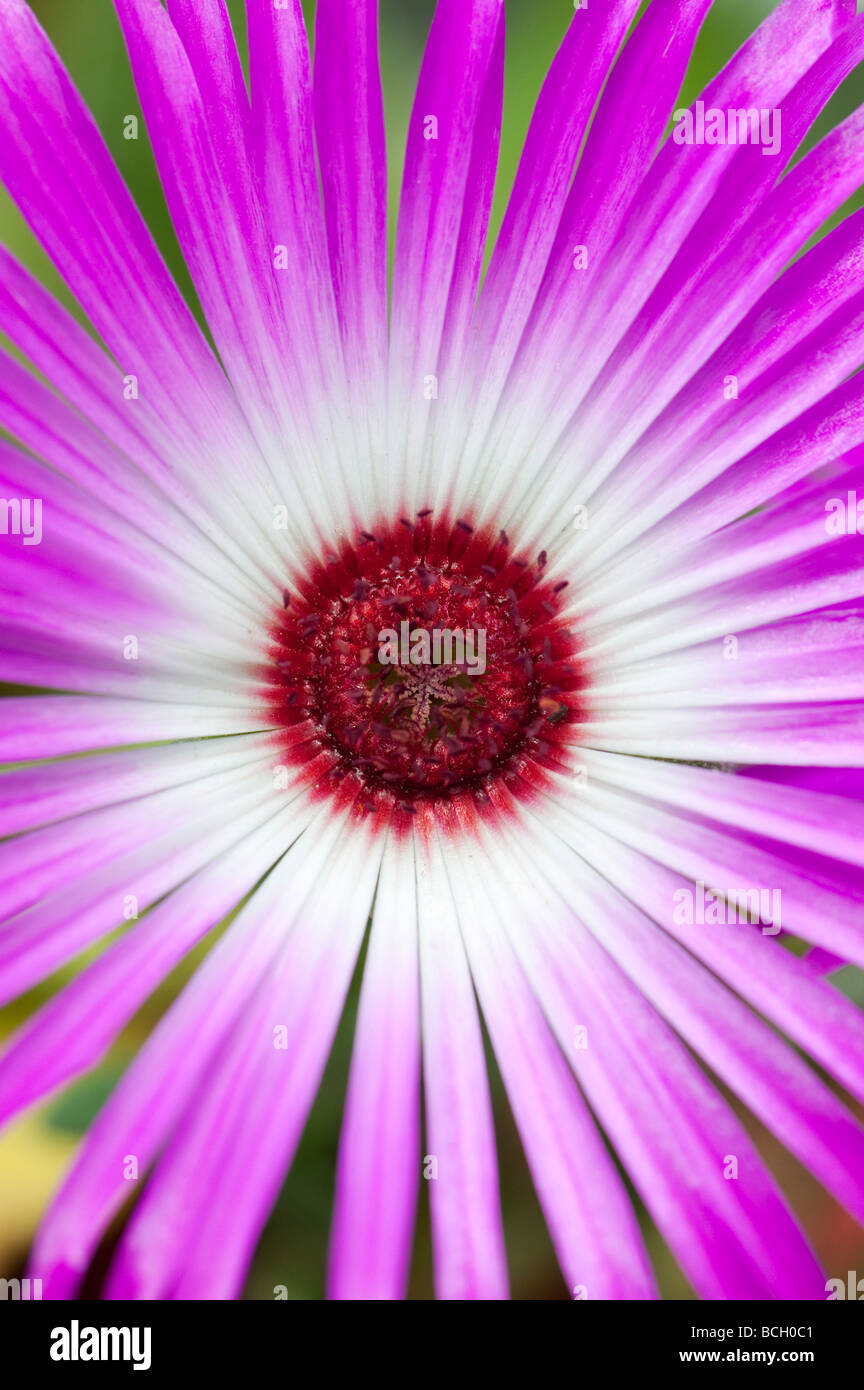Bellidiforme Cleretum. Livingstone daisy flower Banque D'Images