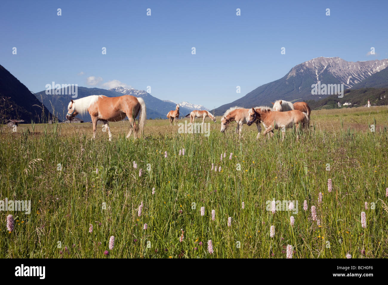 Tarrenz Tyrol Autriche Europe Juin Summer wildflower meadow et Palomino chevaux dans la vallée alpine Gurgl Banque D'Images