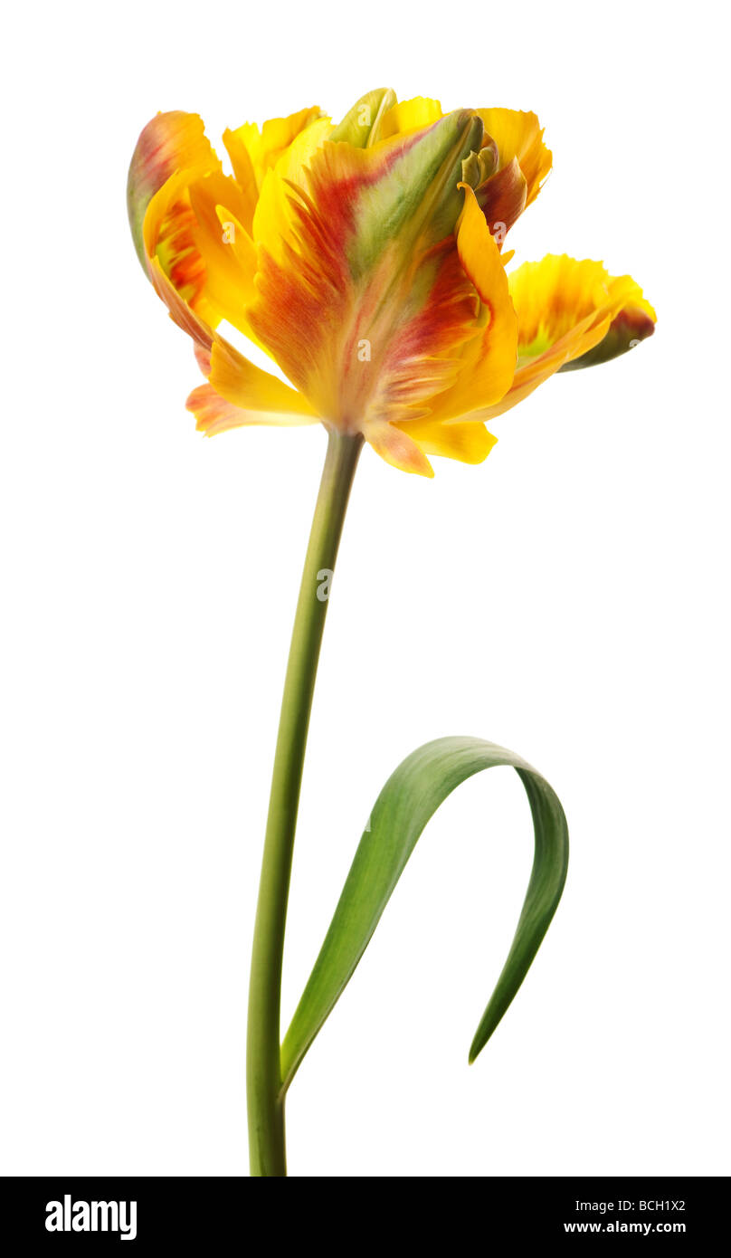 Tulipe jaune isolé sur fond blanc Banque D'Images