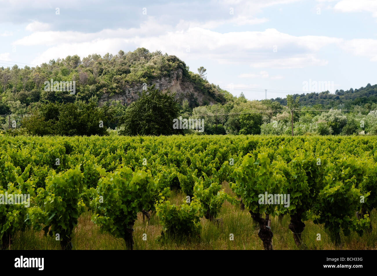 Vignoble Languedoc France Banque D'Images
