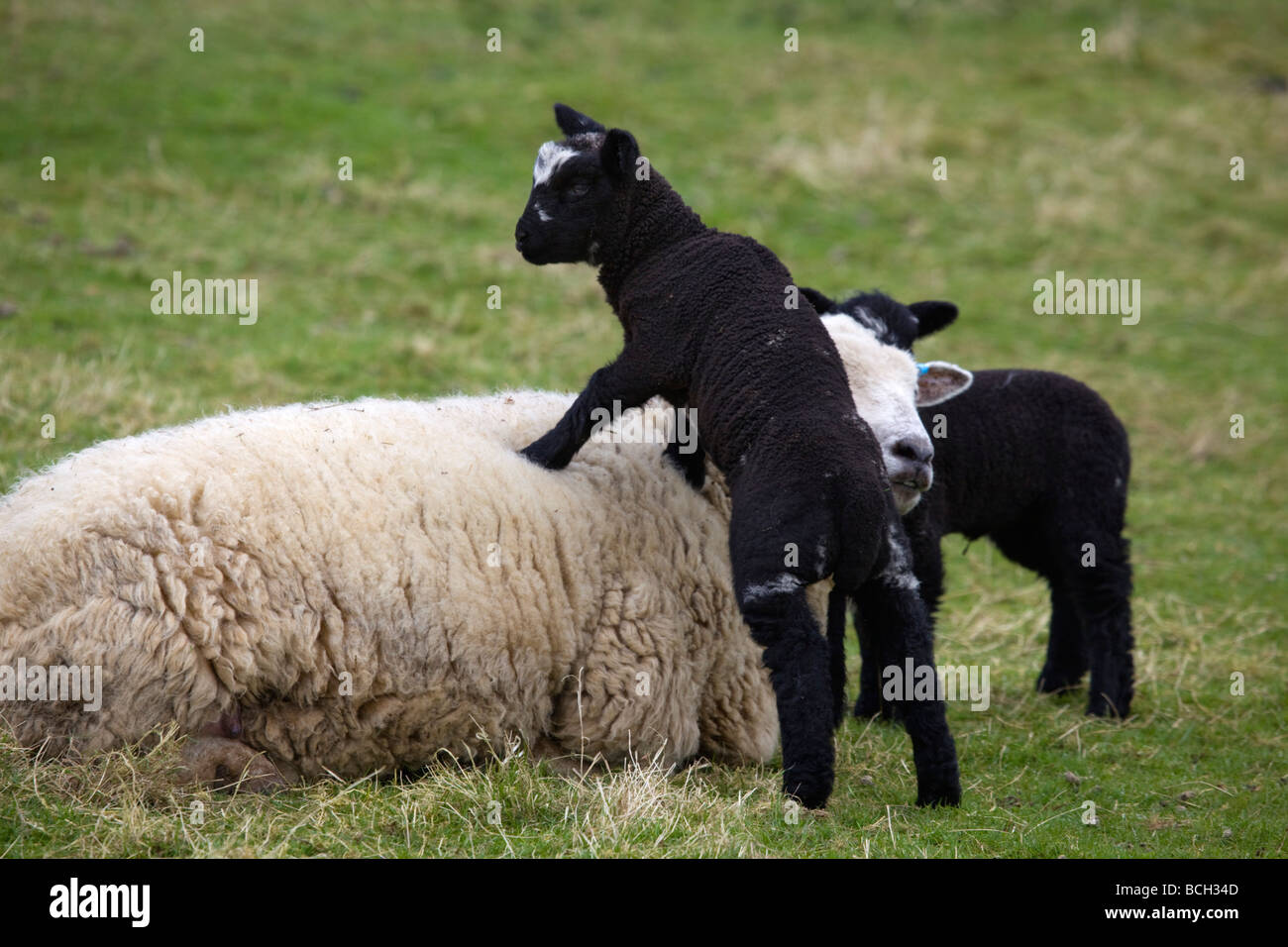 Brebis et agneaux lopins de Cornwall Banque D'Images