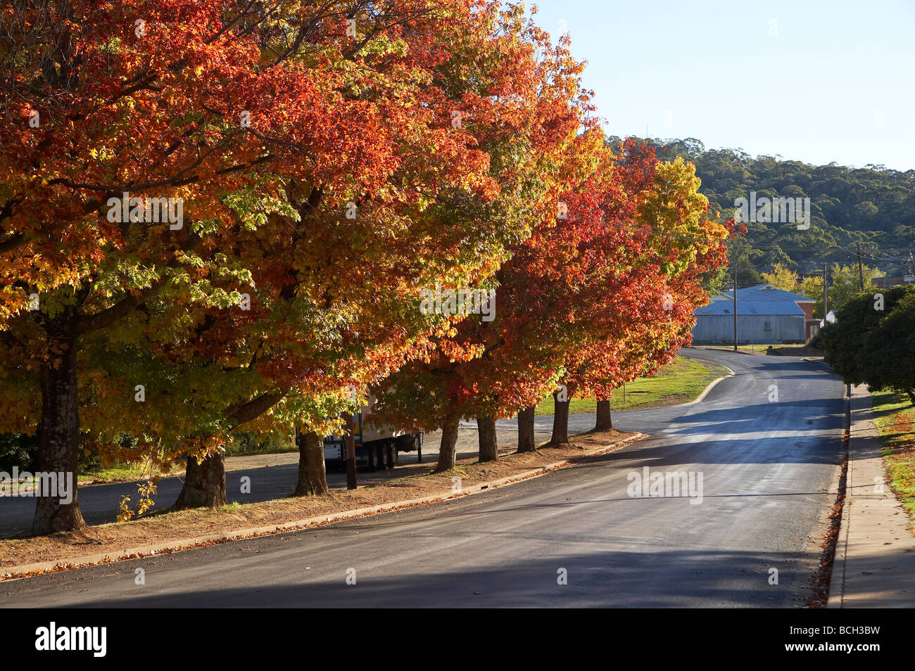 Automne Couleur Memorial Avenue Batlow montagnes enneigées du New South Wales Australie Banque D'Images