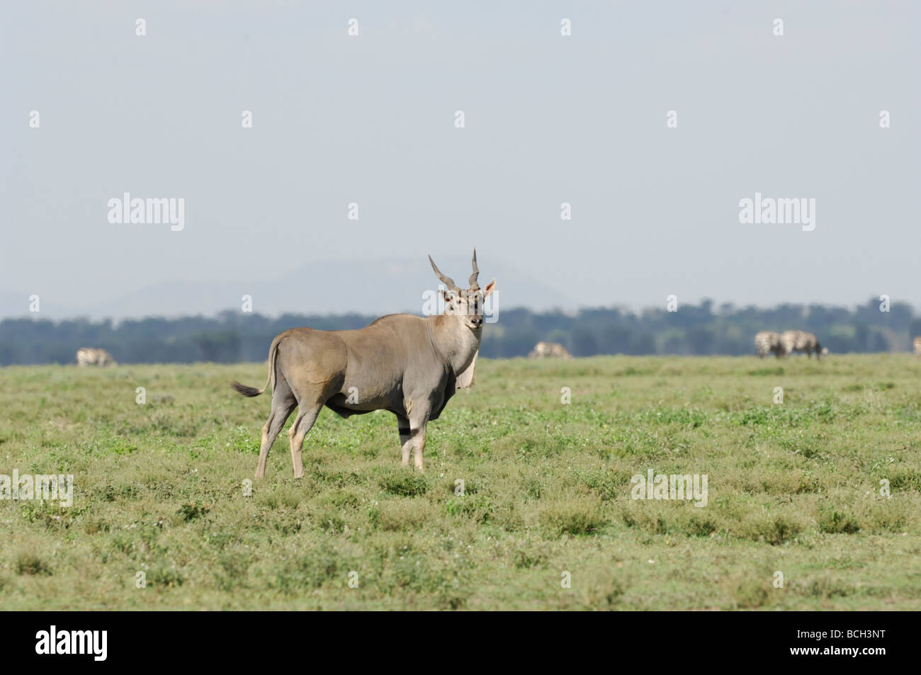 Stock photo d'un seul élan sur les plaines à herbes courtes de Ndutu, Tanzanie, février 2009. Banque D'Images