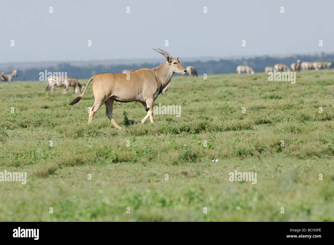 Stock photo d'un seul élan sur les plaines à herbes courtes de Ndutu, Tanzanie, février 2009. Banque D'Images