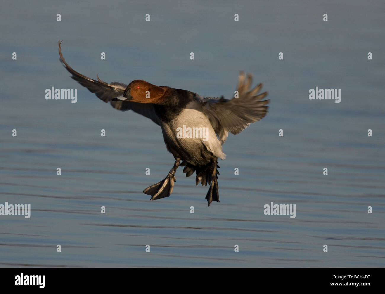 Un pochard Drake Landing sur l'eau à Slimbridge WWT, Gloucestershire, Royaume-Uni Banque D'Images