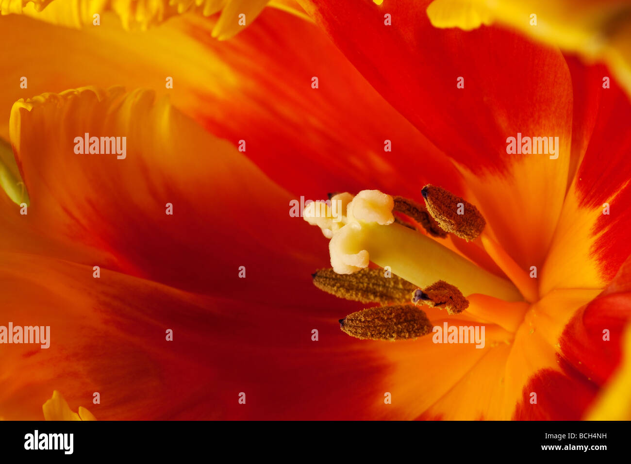 Fleurs pétales fond printemps tulipe close up Banque D'Images