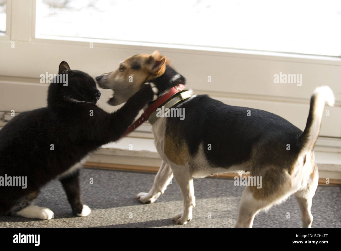 Chat et chien jouant Banque D'Images