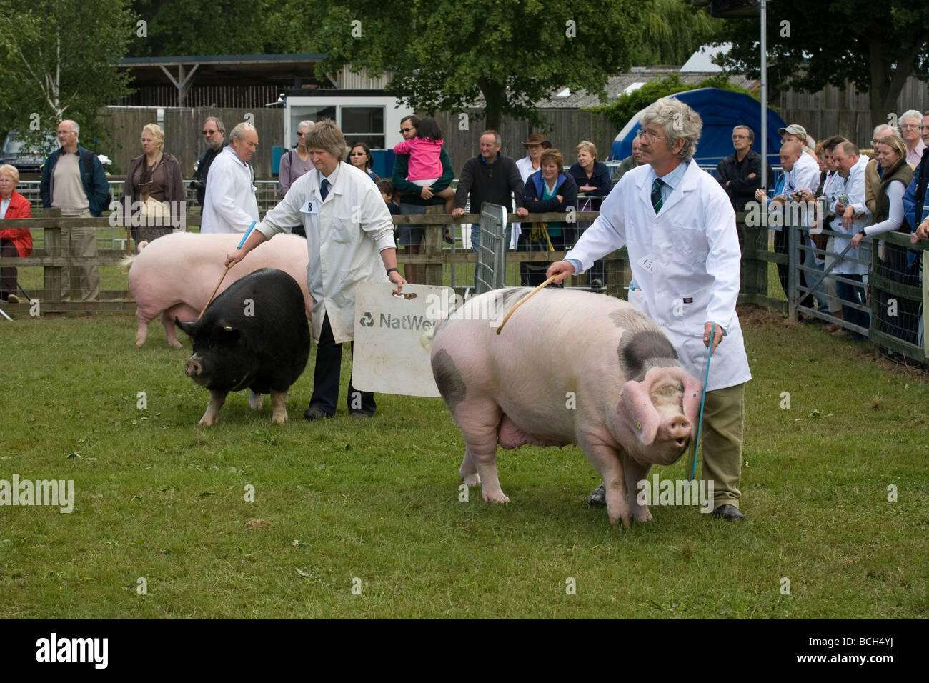 Montrant les porcs lors du dernier Royal Show 2009 Banque D'Images