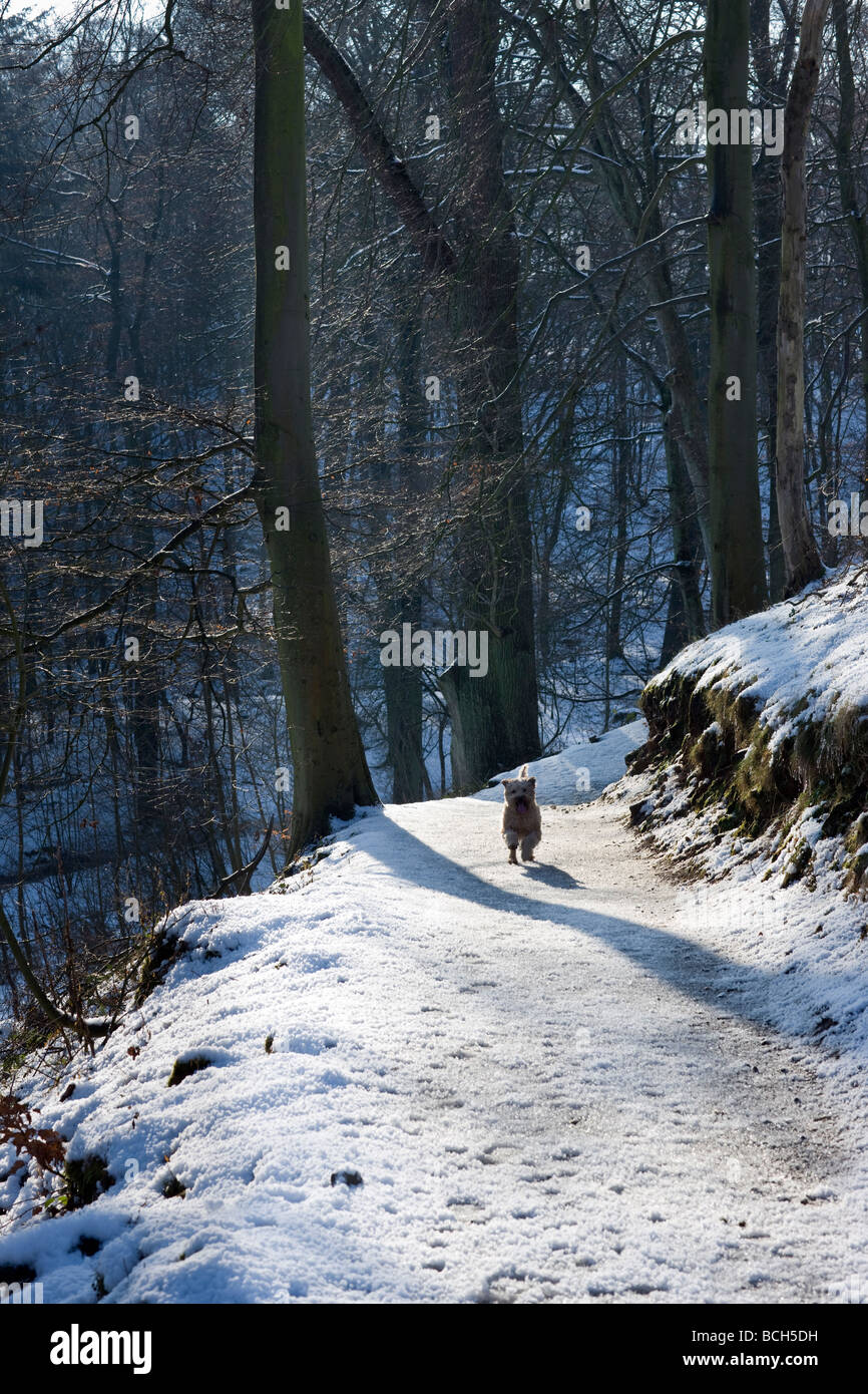 Wheaten Terrier bénéficiant d'une promenade dans les bois enneigés de la SRCFA, Yorkshire Banque D'Images