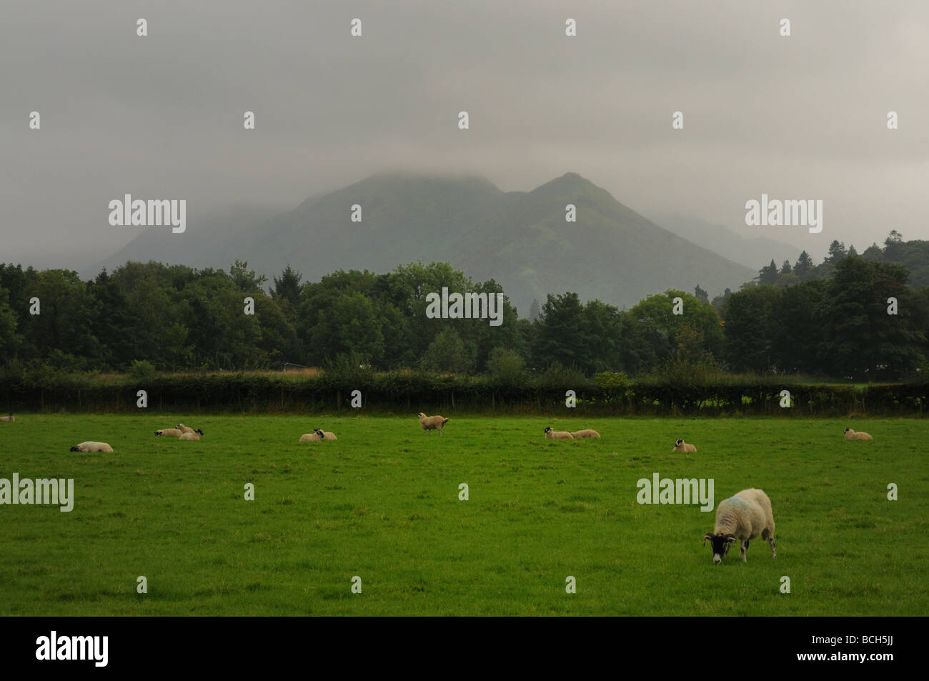 Les moutons dans les champs avec ses montagnes couvertes de nuages en arrière-plan, Keswick Cumbria Banque D'Images