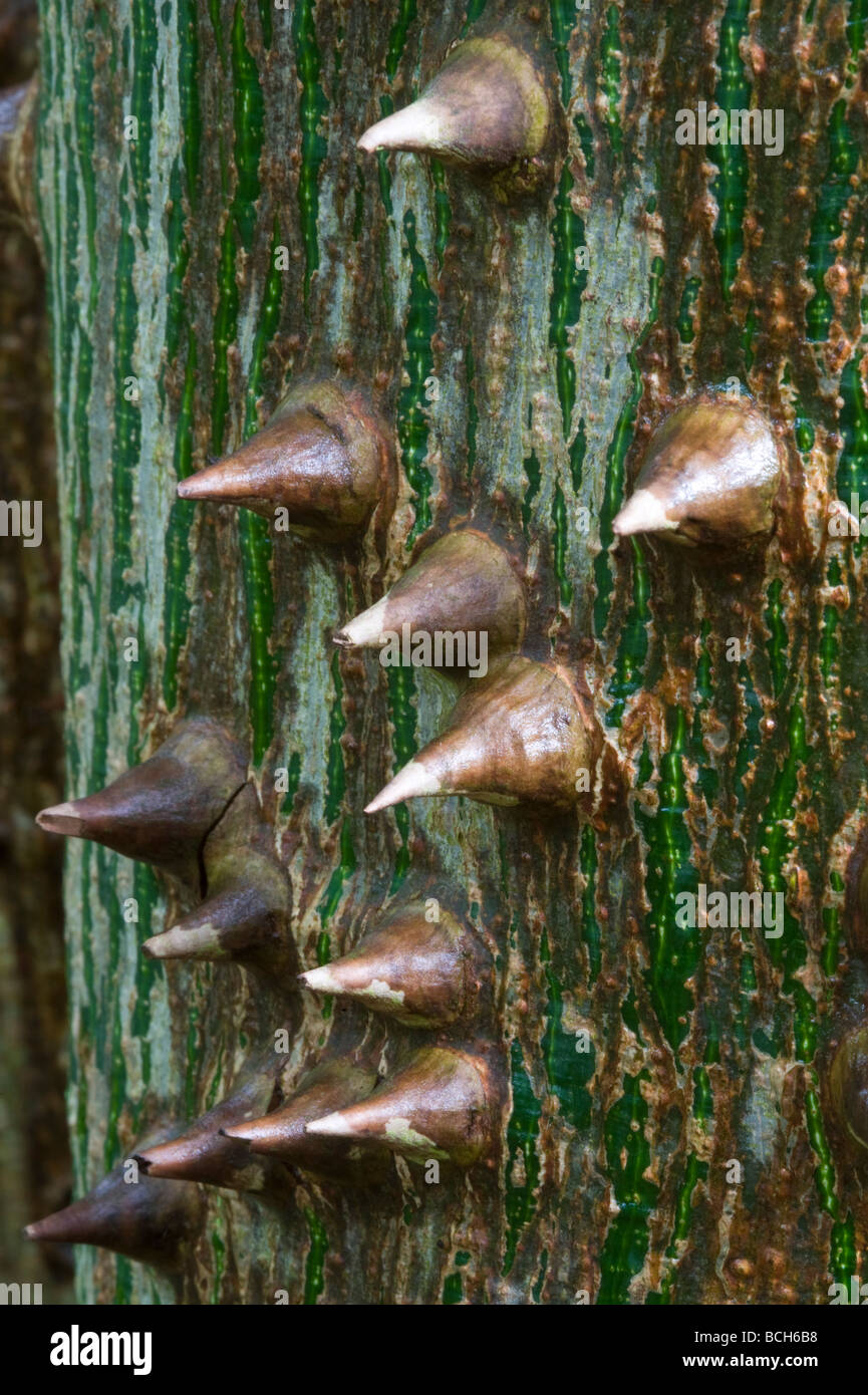 Kapok (Ceiba pentandra) close-up d'écorce Banque D'Images