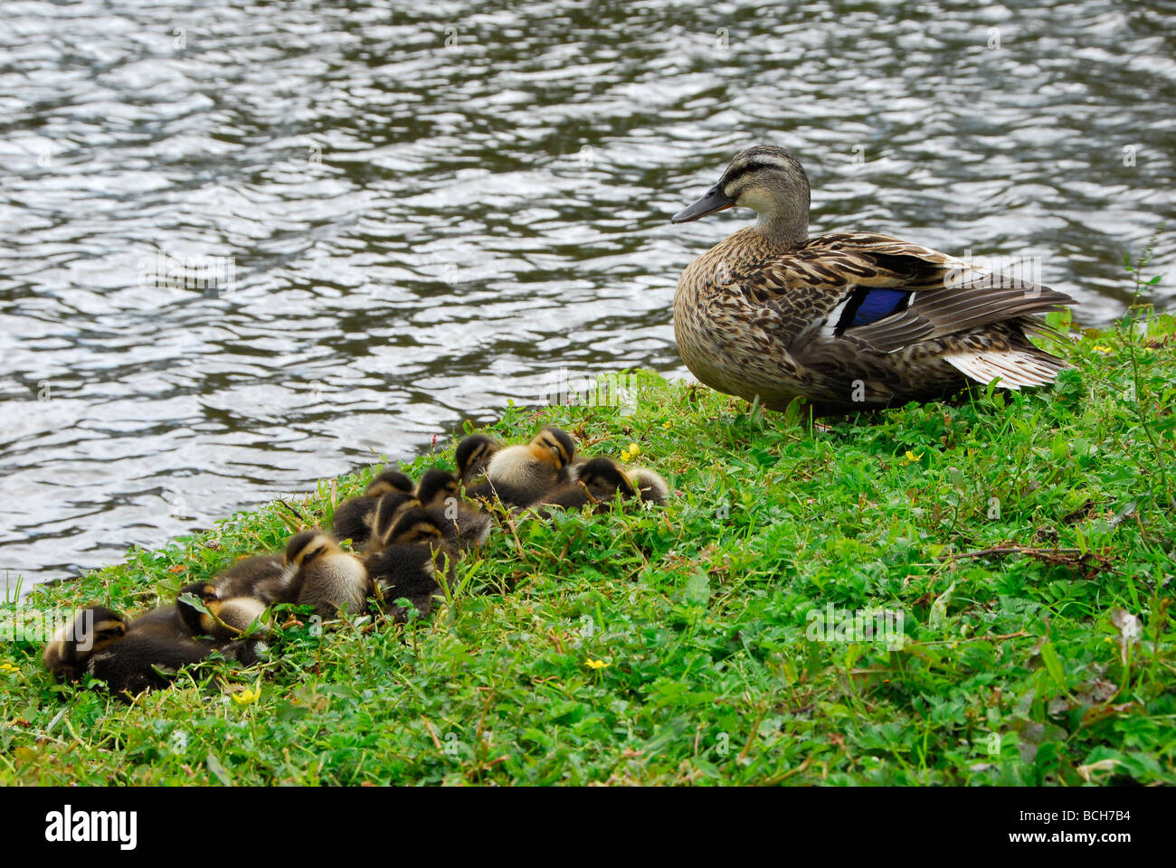 Canetons et mère Mallard sur les rives de la Tamise à Oxford. Banque D'Images