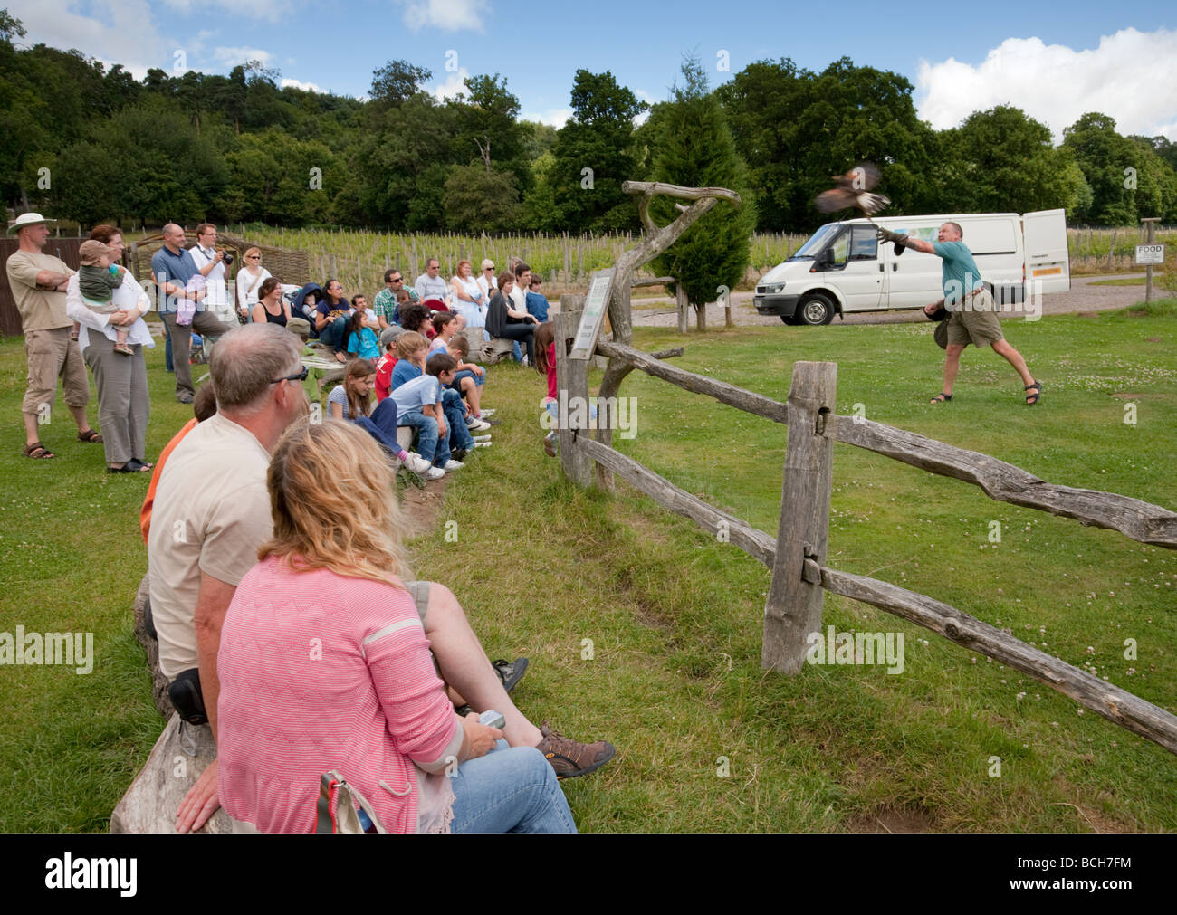 Eddie Hare, donnant une démonstration de vol avec un Harris Hawk. Groombridge, Kent, Angleterre, Royaume-Uni. Banque D'Images