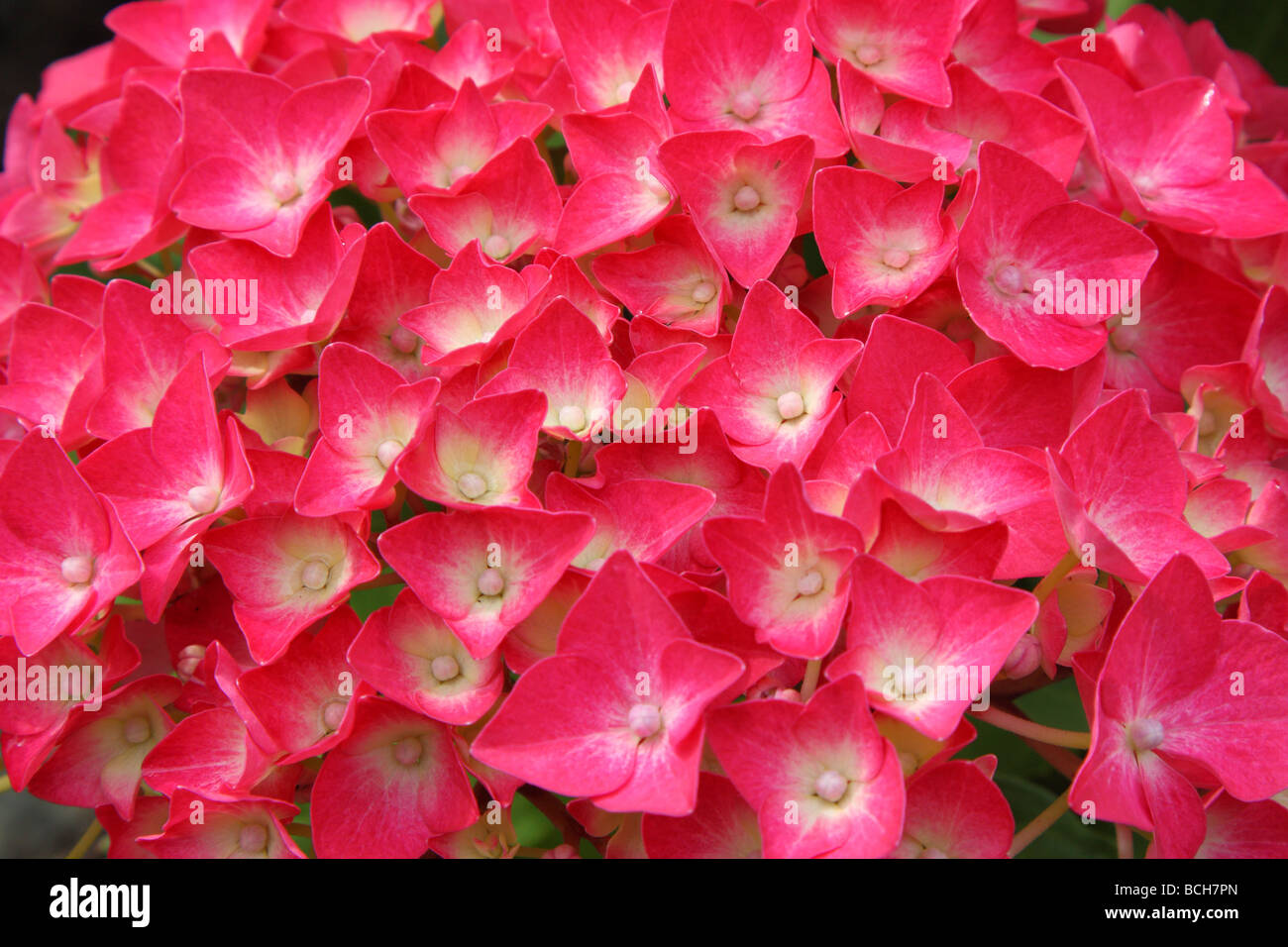 Hortensia rouge fleurs close up Banque D'Images