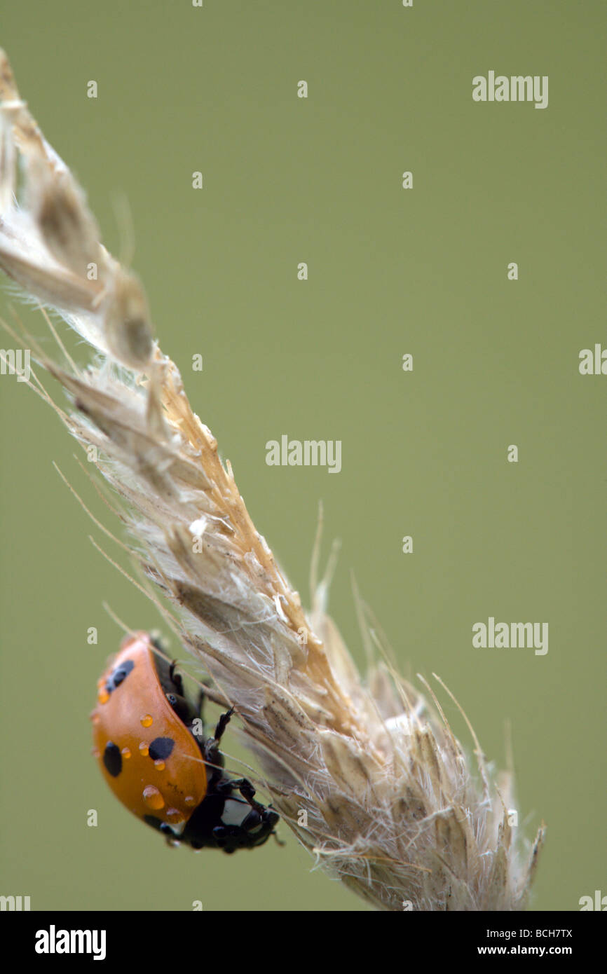 Vue de profil d'un rouge / orange 7-spot coccinelle (Coccinella 7-punctata) au repos sur une tête couverte d'herbe dans des gouttelettes de pluie Banque D'Images