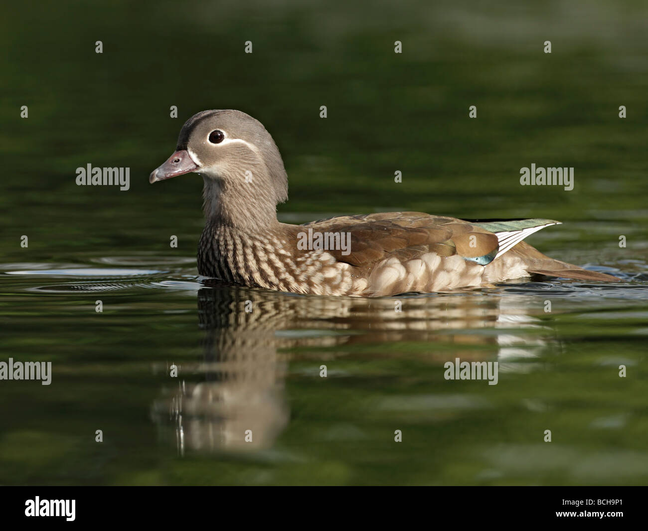 Canard Mandarin Aix galericulata, femme, calme sur l'eau verte Banque D'Images