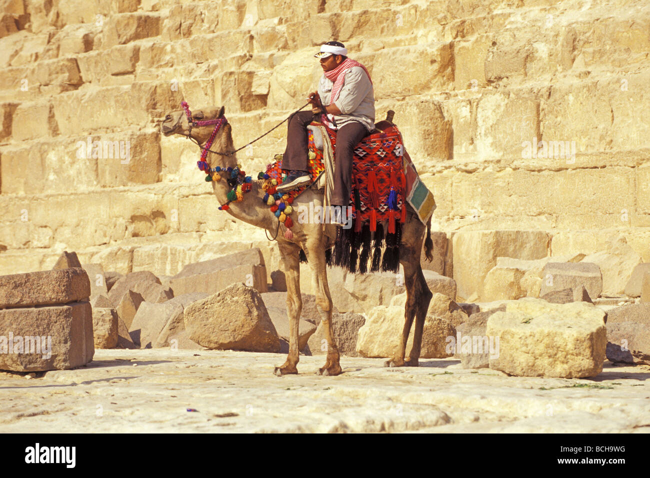 Chamelier en face de pyramides de Gizeh Le Caire Egypte Banque D'Images