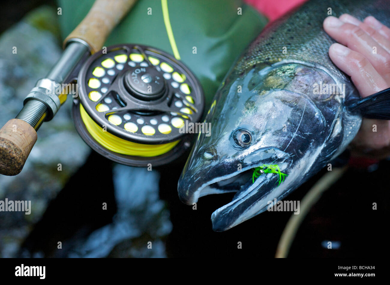 Close up of personne tenant un saumon coho et canne à mouche le long de  Ward Creek dans la forêt nationale de Tongass près de Ketchikan Alaska  Photo Stock - Alamy