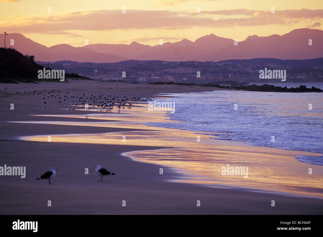 Gull Mouette de varech Cap sur Beach Larus vetula Larus dominicanus Mossel Bay, province de Western Cape Afrique du Sud Banque D'Images