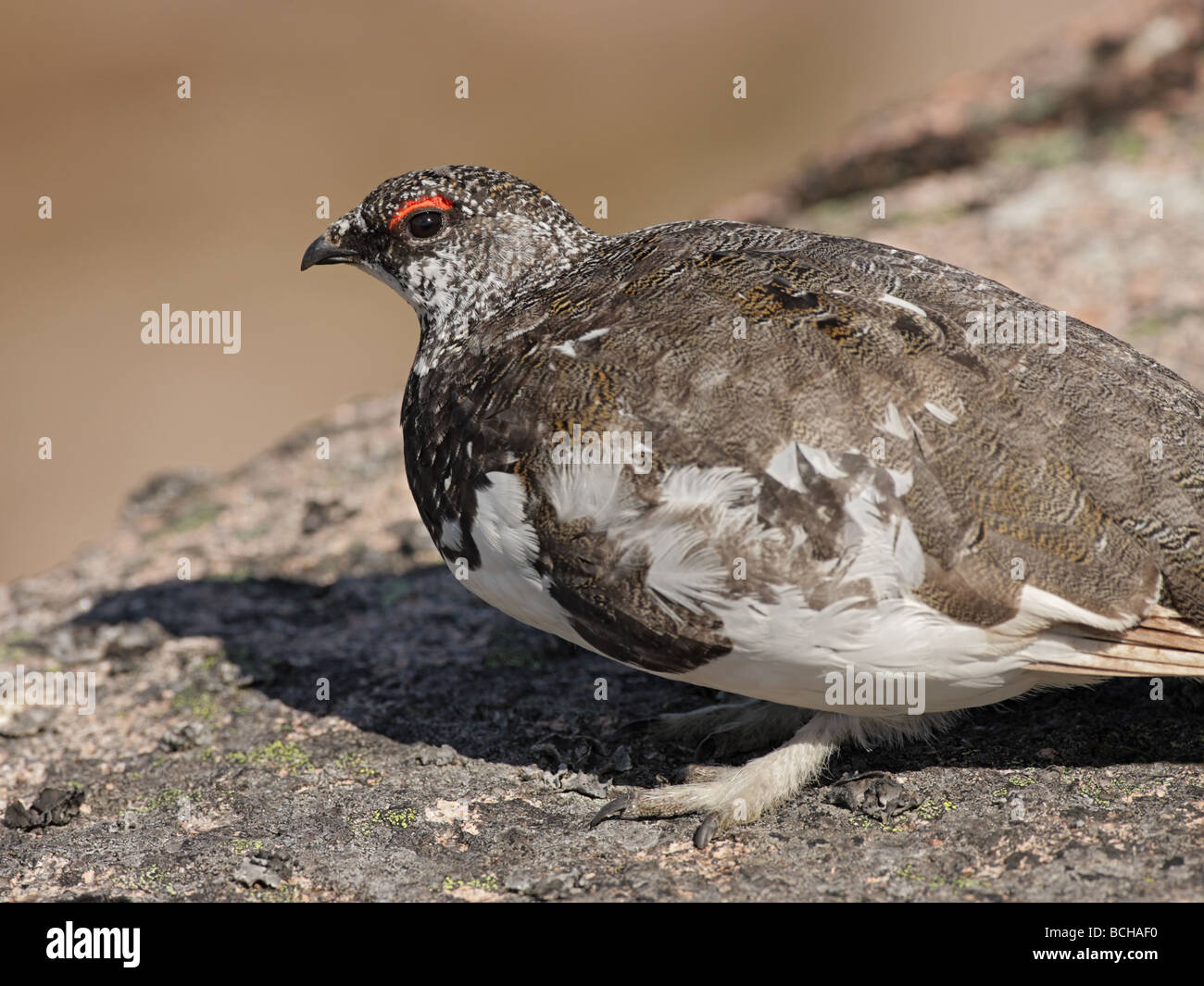 Le lagopède, Lagopus mutus, le plumage des mâles adultes en été Banque D'Images