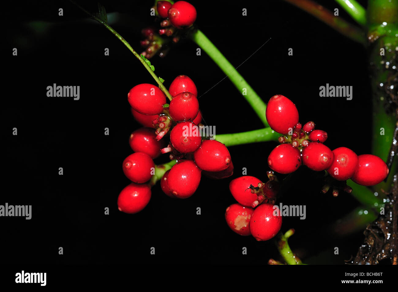 Coffe Beans on Tree Nationalpark Corcovado Costa Rica Banque D'Images