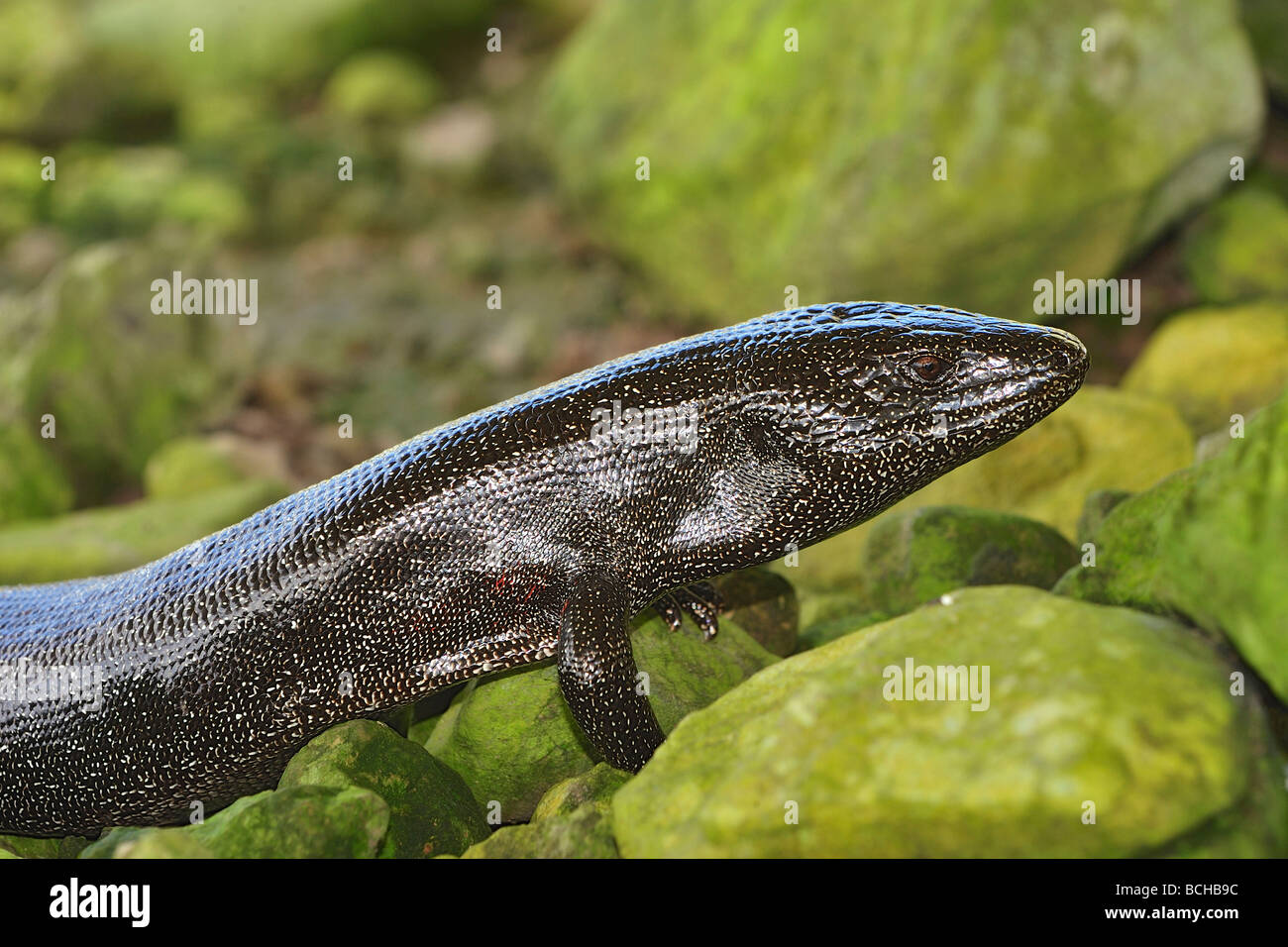 Anguid endémiques Lézard Diploglossus millepunctatus Malpelo Malpelo Island Site du patrimoine mondial de l'Colombie Banque D'Images