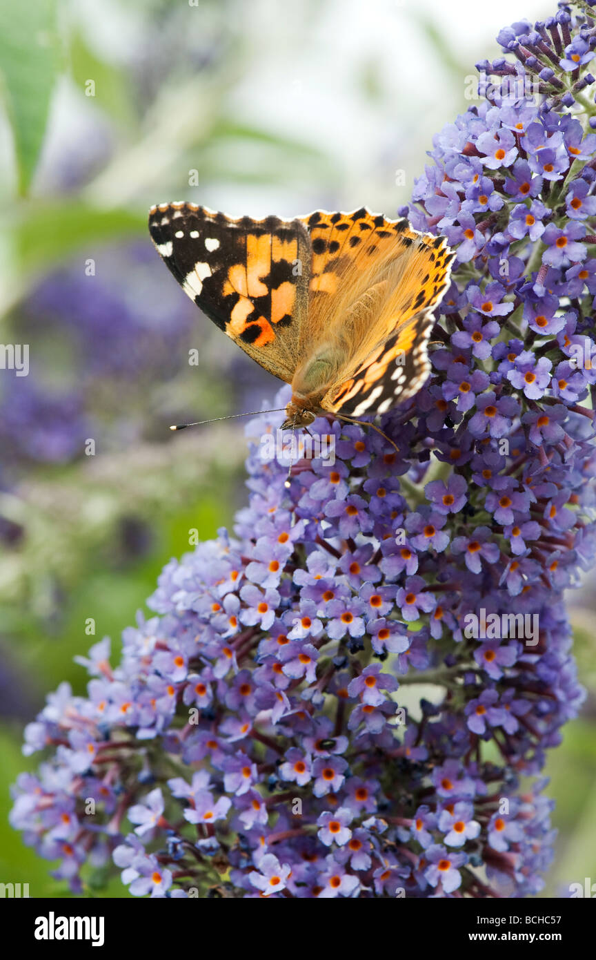 Vanessa cardui. Papillon belle dame se nourrissant de buddleja dans un jardin anglais Banque D'Images