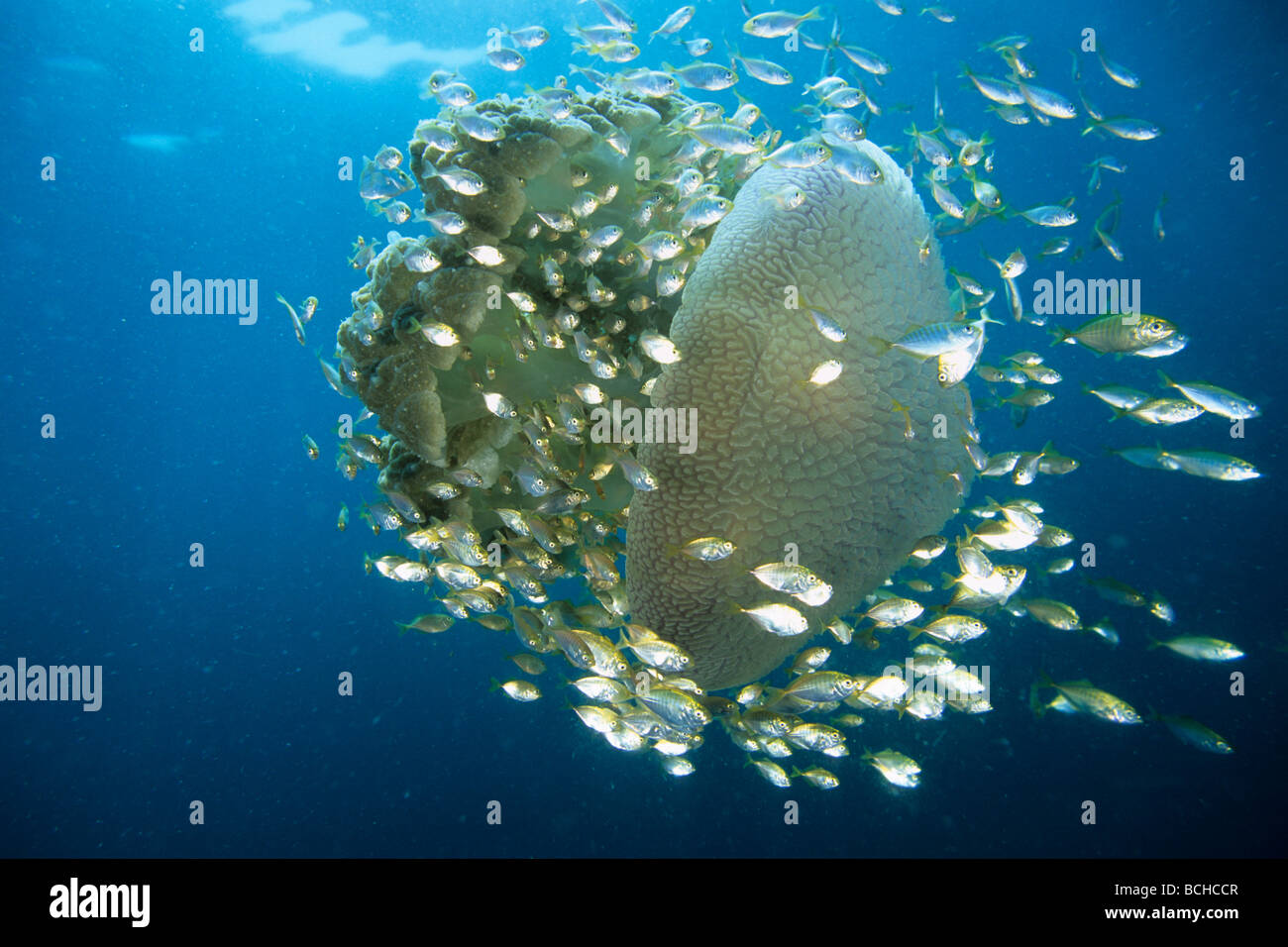 Jack pour mineurs Mackarels Crambione Rhizostomae énorme convoi méduses mastigophora Similan La mer d'Andaman en Thaïlande Banque D'Images