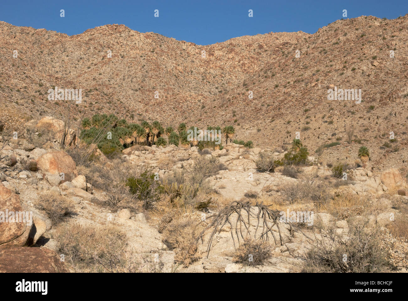 Oasis dans le Anza Borrego Destert Banque D'Images