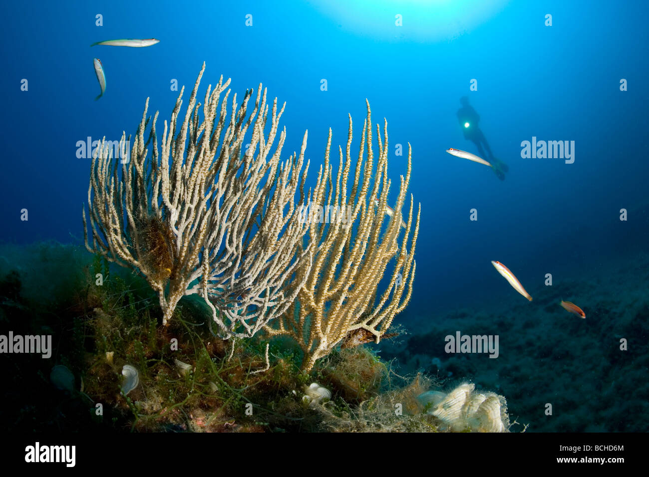 Gorgones blanches d'éventails de mer et plongeur Eunicella singularis Aire marine protégée de Punta Campanella Méditerranée Sorrente Italie Banque D'Images