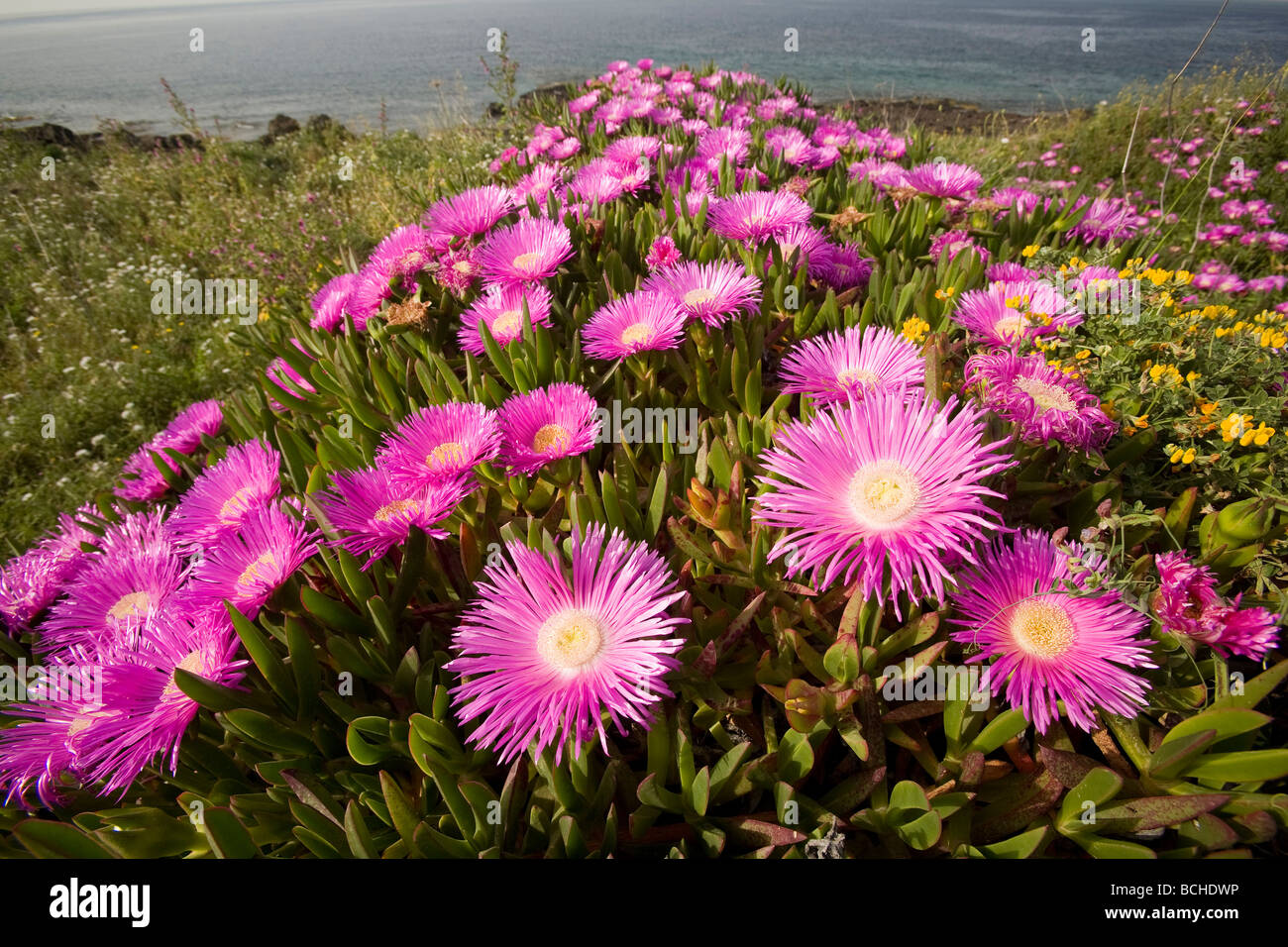 La floraison des fleurs sur l'île de Pantelleria Italie Mer Méditerranée Banque D'Images