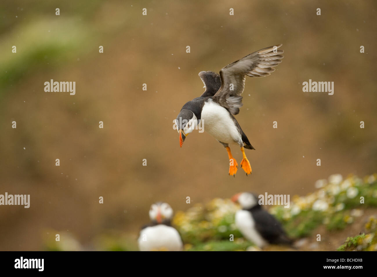 Macareux moine en vol sur l'île de Skomer Banque D'Images