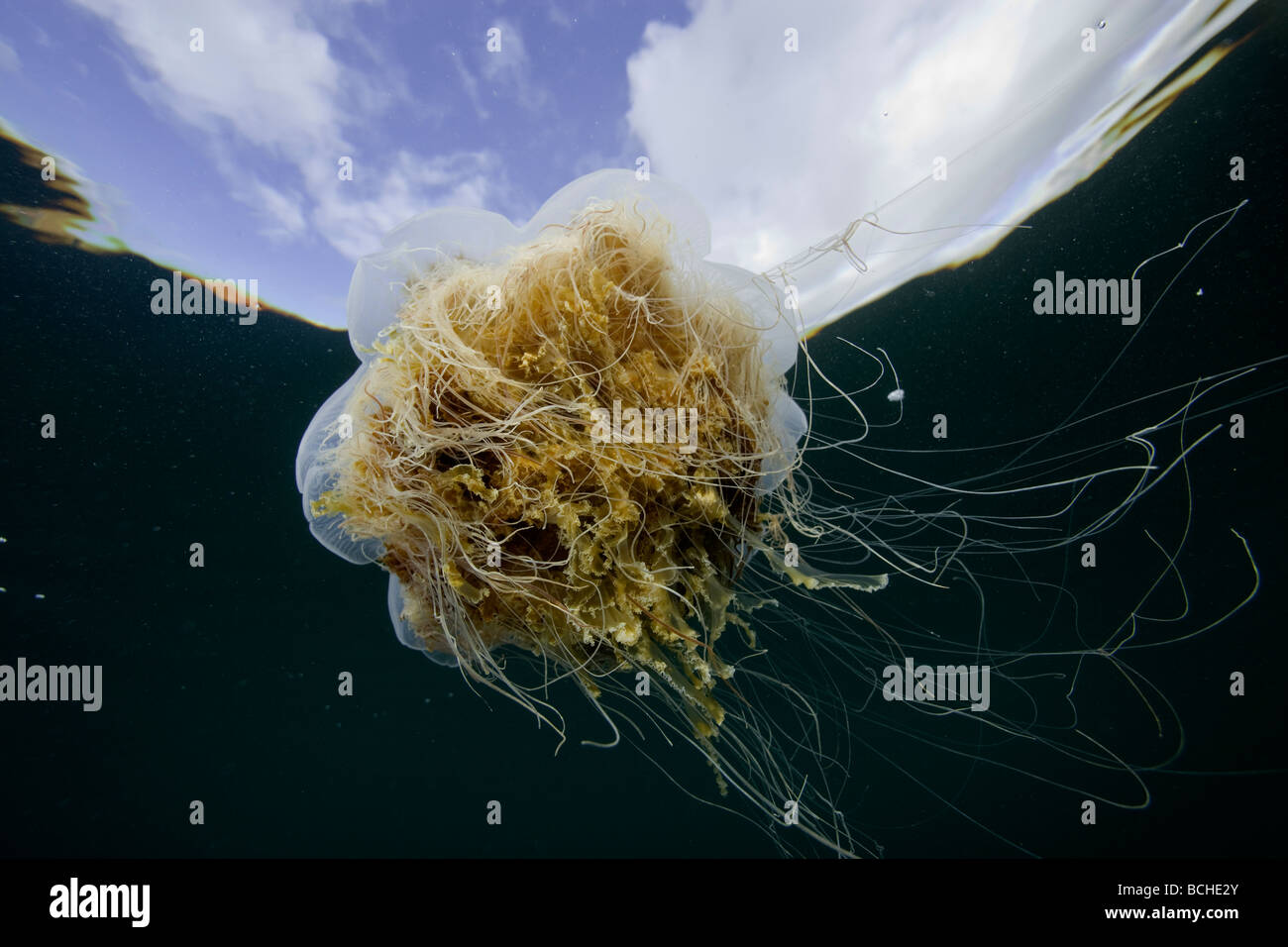 Méduse à crinière de lion vénéneux Cyanea capillata Stromsholmen Océan Atlantique Norvège Banque D'Images