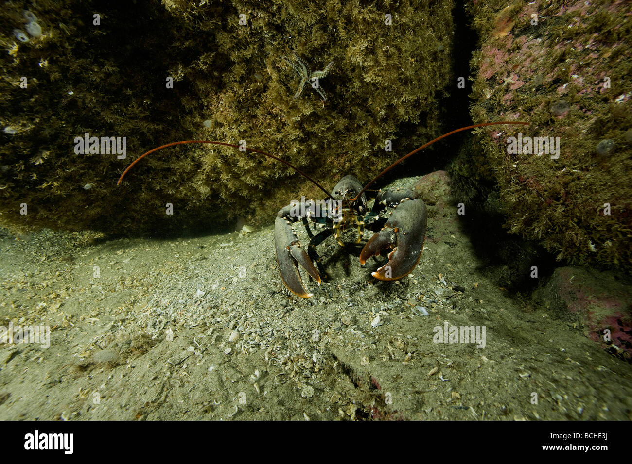 Le homard européen Hommarus gammarus Stromsholmen Océan Atlantique Norvège Banque D'Images