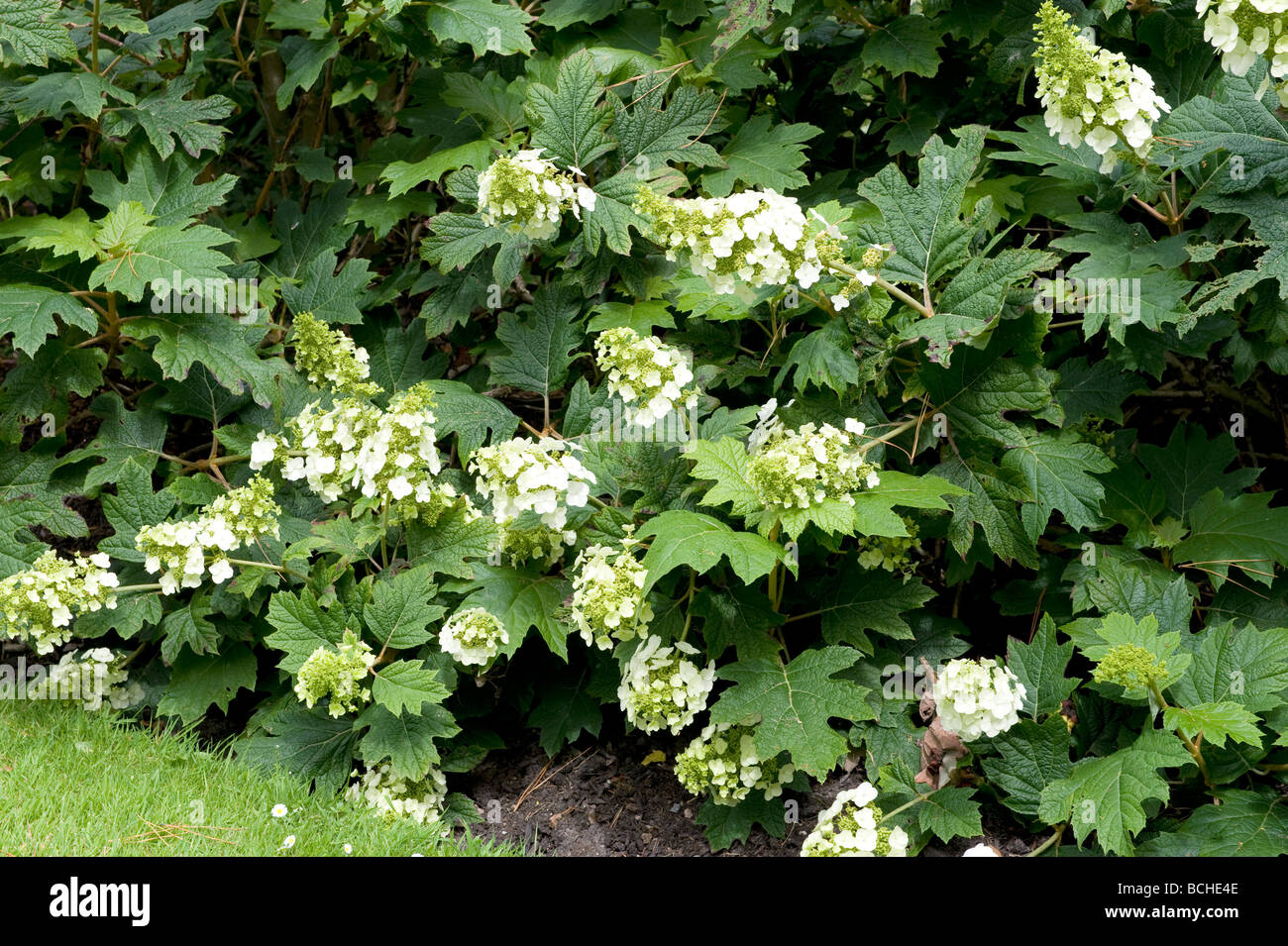 Hortensia à feuilles de chêne Hydrangea quercifolia 'Snow Queen'(Flenygea) Banque D'Images