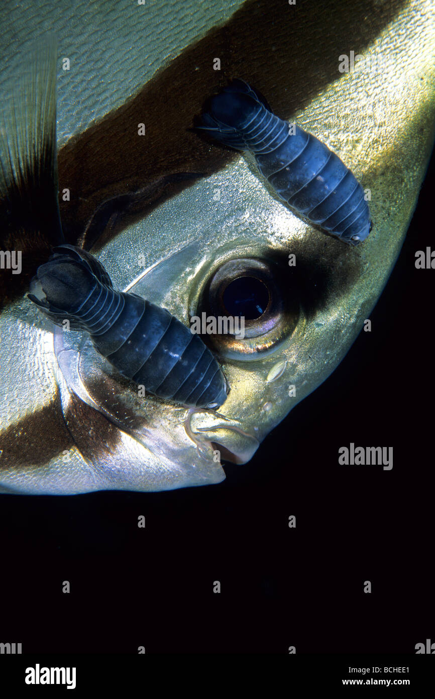 Isopode parasites sur des poissons chauve-souris Nerocila sp Platax teira Célèbes Wakatobi Indonésie indo-pacifique Banque D'Images