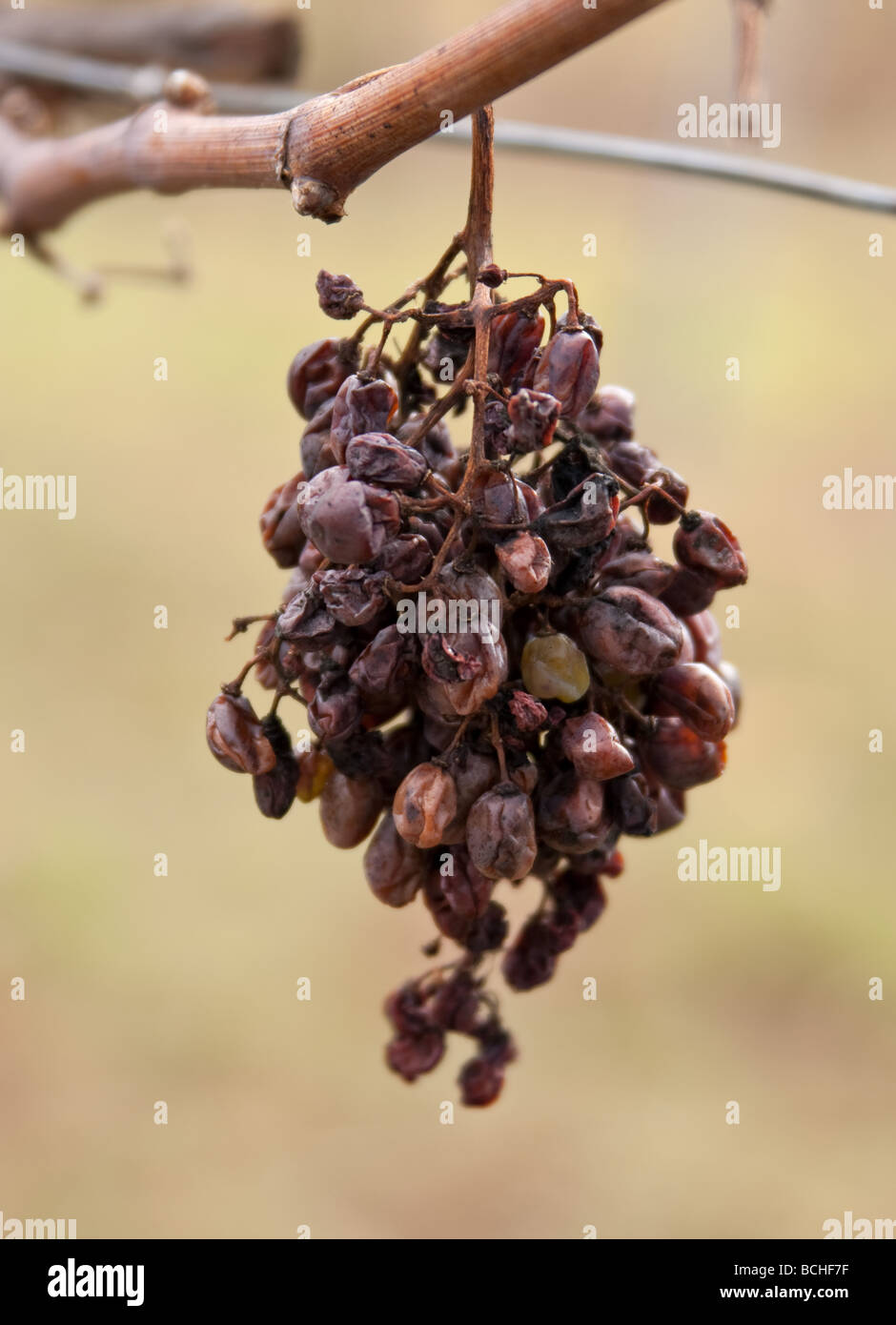 raisins Banque D'Images