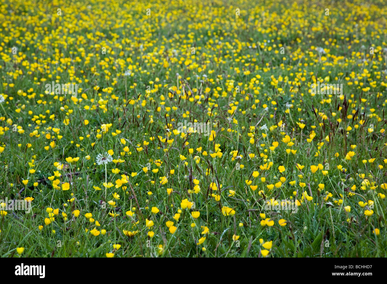 Buttercup meadow Cornwall Banque D'Images