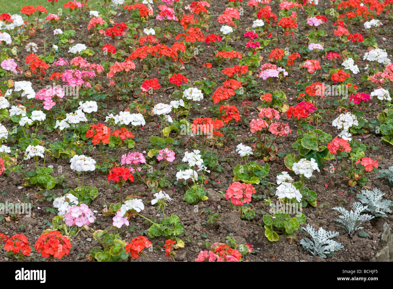 Géranium Pelargonium 'ultibloom'. Belles couleurs de l'image de rouge, blanc, orange et des fleurs roses en pleine floraison. Banque D'Images