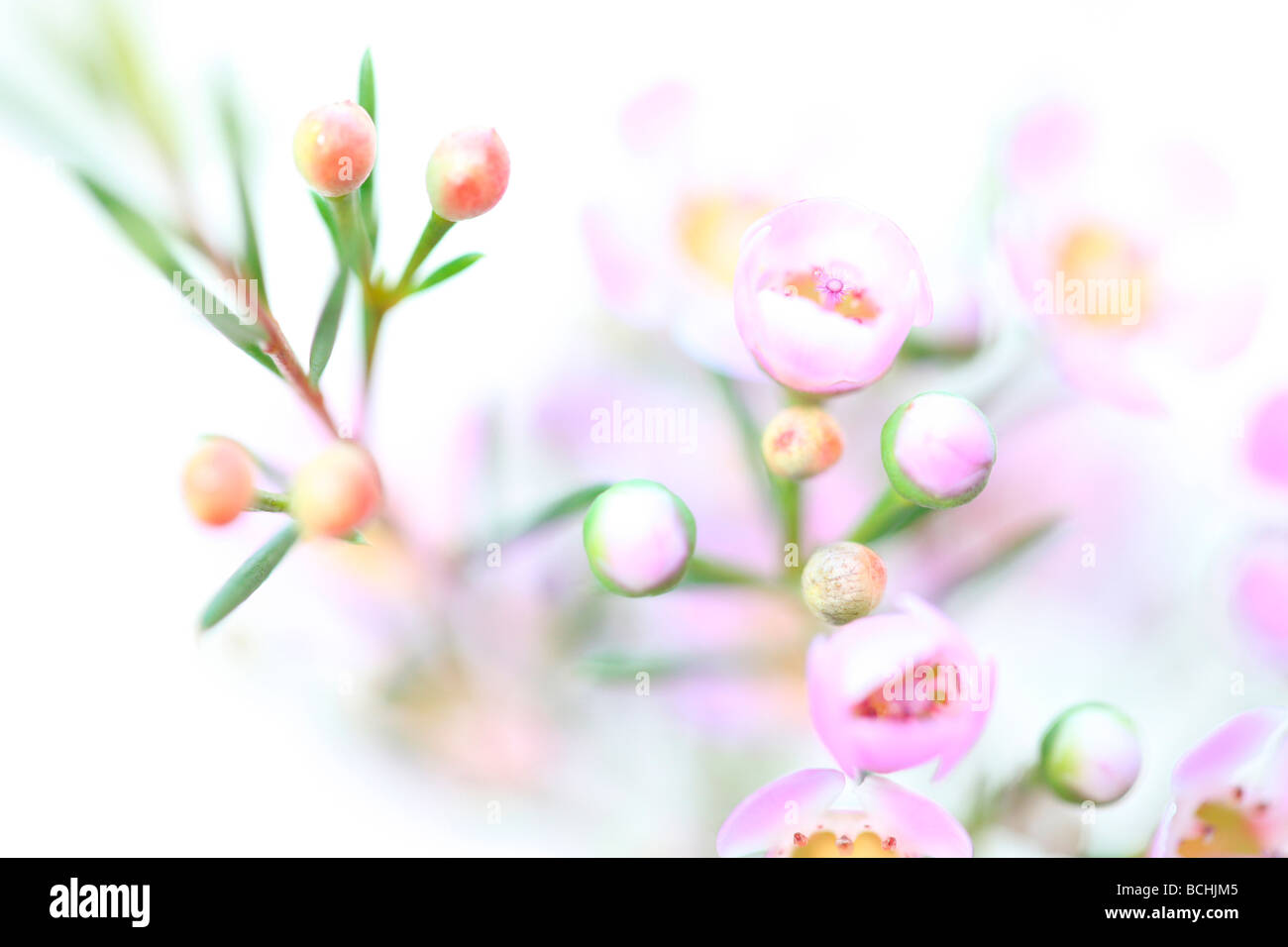 Fleur de cire rose charmant sur blanc fine art photography Photographie Jane Ann Butler JABP404 Banque D'Images