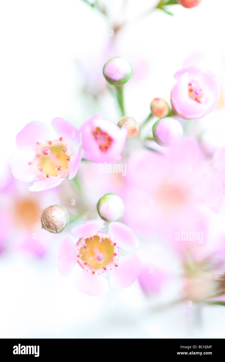 Fleur de cire rose charmant sur blanc fine art photography Photographie Jane Ann Butler JABP403 Banque D'Images