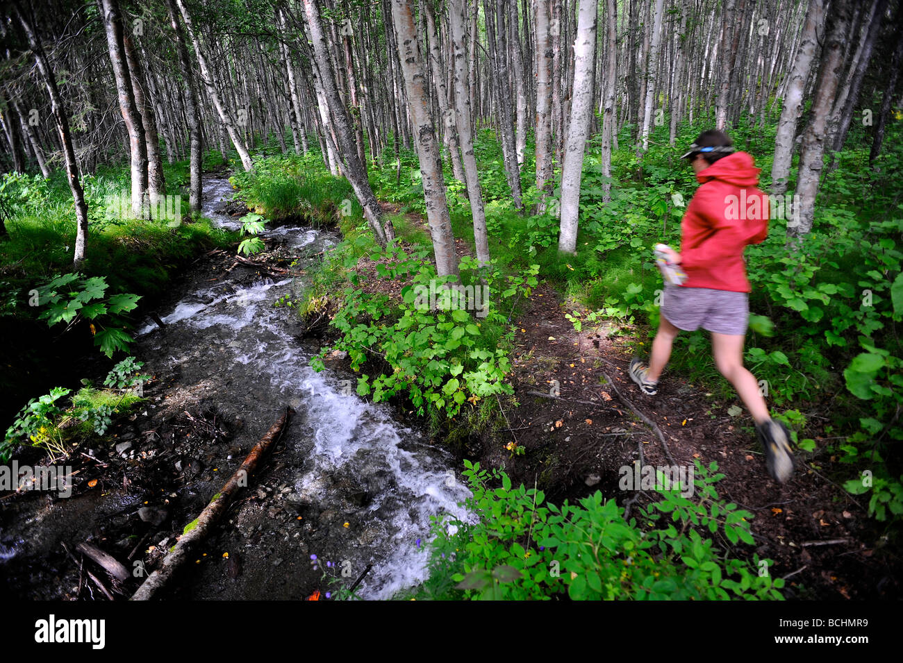 Woman jogging à travers une forêt de bouleaux le long d'un petit ruisseau, Alaska Banque D'Images