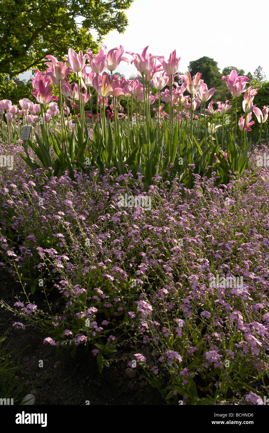 Liliaceae Tulipa Viridiflora Jardin tulip Tulpe Florosa Tulipes au printemps jardin Botanique à Munich Bavaria Allemagne Banque D'Images