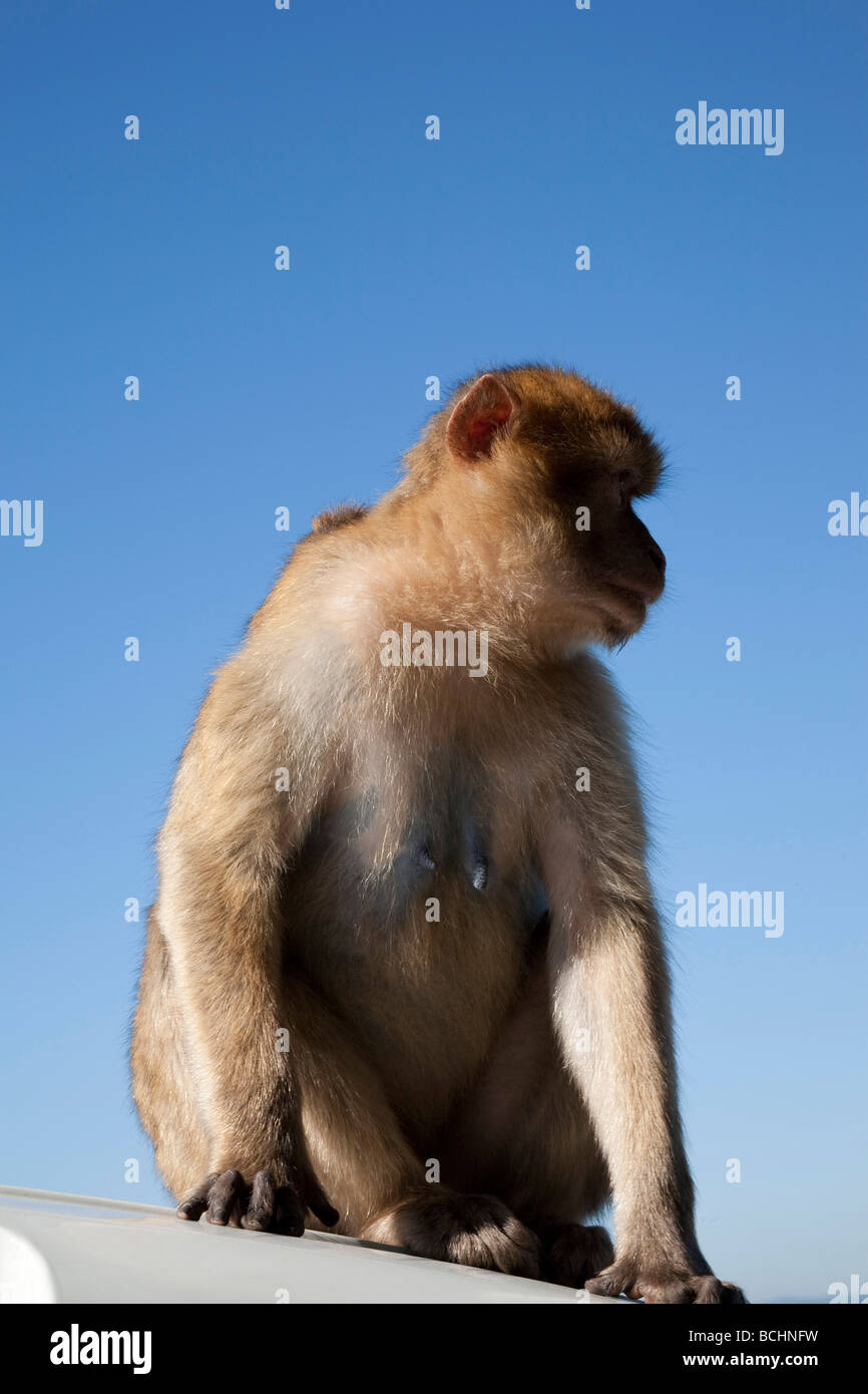 Barbary Macaque, Macaca sylvanus, Gibratlar Banque D'Images